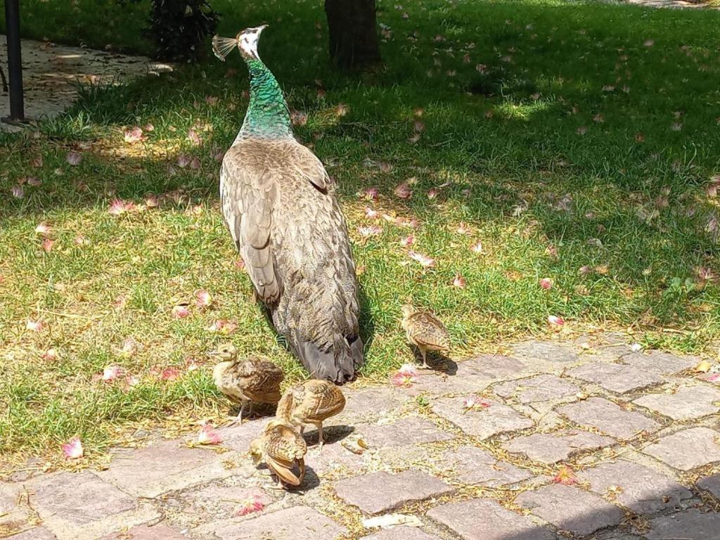 Séjour chez l'habitant La Ferme Du Bonheur Nouzilly